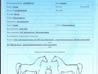 مادیان, Horse breed — عکس 2