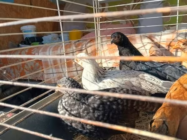 Ιαπωνικό Bantam