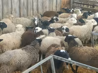 Κριός, Dorper sheep — φωτογραφία 5