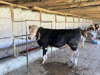 گاو نر, Russian Black pied cattle — عکس 4