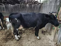 Krava, Simmental cattle — fotografija 5