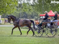 Pastuv, Nonius horse — fotografija 8