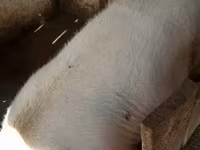 Porca, Porcos — foto 4
