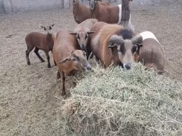Ram, Cameroon sheep