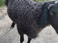 قوچ, Hissar sheep — عکس 3