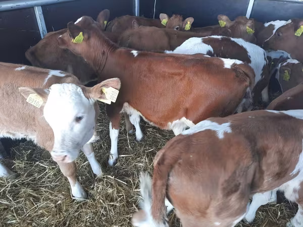 Bovine (lot, sex nespecificat), Simmental cattle