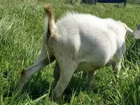Koza, Saanen goat — fotografija 2