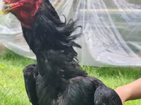 Chickens — Foto 6