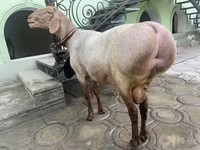 قوچ, گوسفند — عکس 3