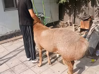 แกะตัวผู้, Edilbay sheep — รูปภาพ 3