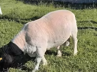 Κριός, Dorper sheep — φωτογραφία 2
