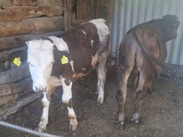 सांड, Swiss cattle