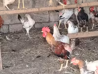 Chickens — foto 4