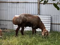 Montone, Rhon sheep — foto 7