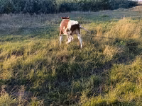 Vacă, Bovine — foto 1