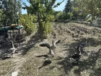 Geese — foto 2
