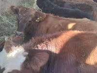 Lembu jantan, Hereford — foto 3