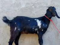 بز ماده, Beetal goats — عکس 4