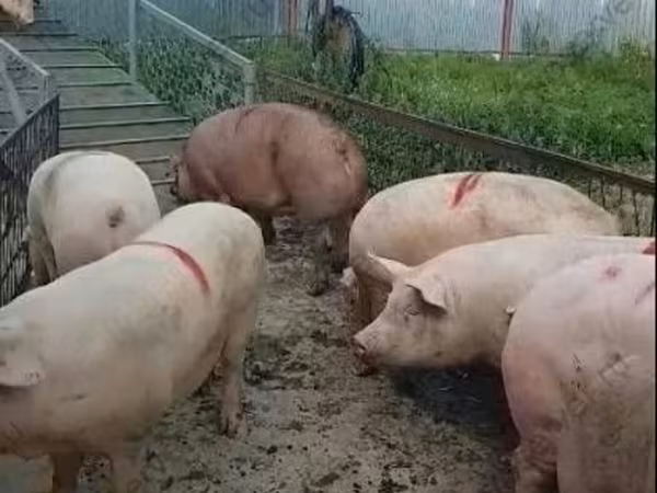 Babi betina, Крупная белая