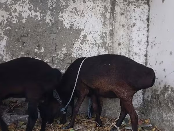 قوچ, Hissar sheep