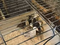 Chickens — عکس 2