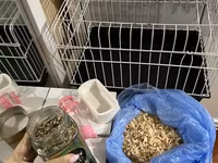 Fikri ciddi olanlar əlaqə saxlasın Qəfəs Yem (təzə) Su qabı Yem — Foto 1