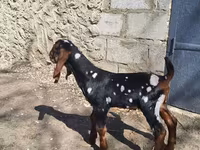 แพะตัวผู้, Kamori goats — รูปภาพ 4