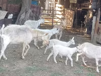 Cabra, Dutch Landrace goats — foto 1
