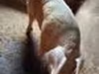 Cinghiale, Maiali — foto 6