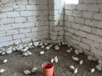 Königswachtel — Foto 4