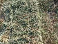 Продаются тюки клевера, плотные 25кг+ 3й укос Поле находится в селе — foto 1