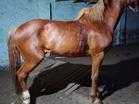اسب نر, Budyonny horse — عکس 2