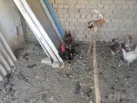 Chickens — foto 2