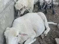 قوچ, Tsigai sheep — عکس 3