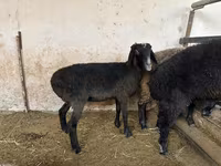 Ovce, Blackheaded Persian sheep — foto 3