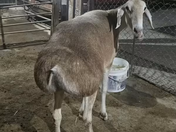 Ovce, Afghan Arabi sheep