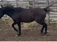 اسب نر, Kushum Horse — عکس 1