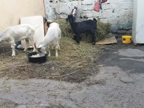Goats (batch, sex not specified), Goats — Azerbaijan