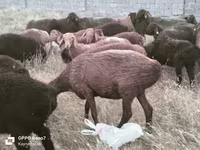 Wad, Sheep — sawirka 4