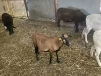 Ovce, Cameroon sheep — foto 3