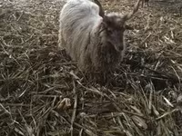 میش, Racka sheep — عکس 4
