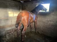 Faras, Horses — sawirka 3