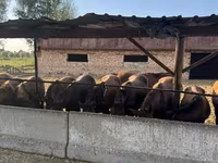 Merrie, Paarden — foto 5