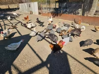 Chickens — 照片 5