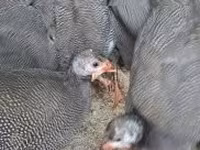 Guinea fowl — foto 1