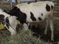 Bik, Russian Black pied cattle — fotografija 2
