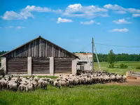 قوچ, Romanov sheep — عکس 1
