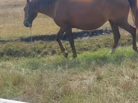Mare, Horses — photo 1