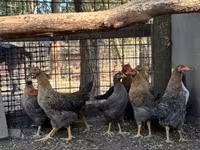 Chickens — عکس 3