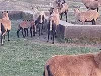 Ovce, Cameroon sheep — foto 3